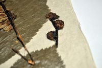 Detalle 3